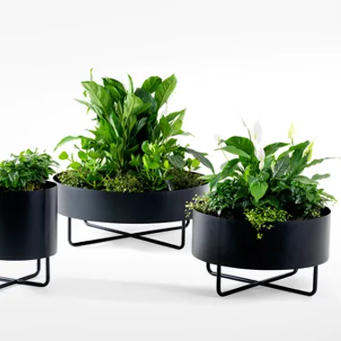 SHIMA GARDEN — Produced by Johanson
